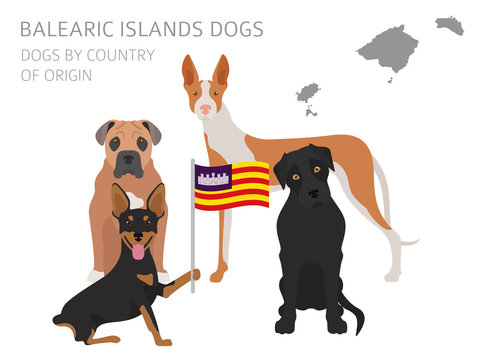 Dogs by country of origin. Spain. Balearic islands dog breeds. Infographic template