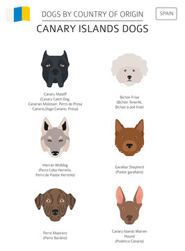 Dogs by country of origin. Spain. Canary islands dog breeds. Infographic template