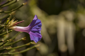 Flowers in the garden
