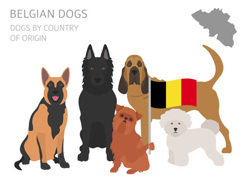 Dogs by country of origin. Belgium dog breeds. Infographic template