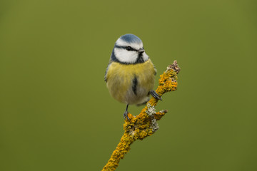 Eurasian blue tit, Cyanistes caeruleus