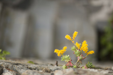 Yellow flower emerging from rocks in Italy