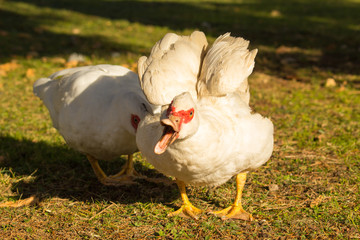 anatra muta arrabbiata