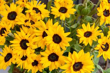 Fototapeta na wymiar bouquet of beautiful yellow sunflowers in daylight