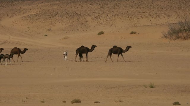 Group of camels walking in Sahara desert
