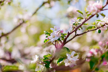 Beautiful pink blooms of apple tree with blurred background. Nature scene. Spring flowers on Easter sunny day. Toned photo. Selective focus. Space for text