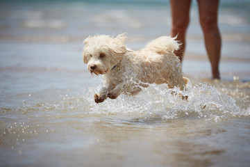 White havanese dog running on the beach
