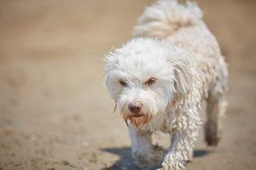 White havanese dog at the beach