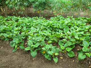 yam plantation cuba agriculture
