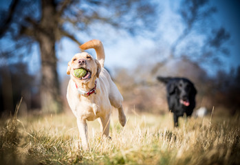 Labrador with the ball