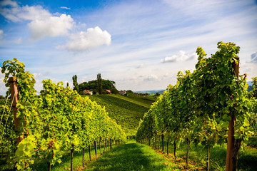 Fototapeta na wymiar Austria Vineyards Leibnitz area south Styria travel spot