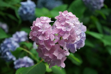 【神奈川】鎌倉_明月院のハート型の紫陽花
