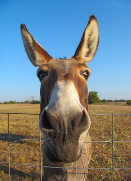Donkey - closeup view.
Portrait of cute domestic animal.