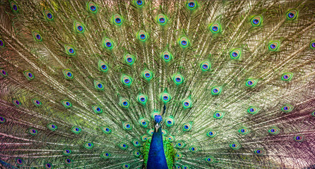 Naklejka premium Peacock beautiful bird wing of colorful art nature feather pattern on background