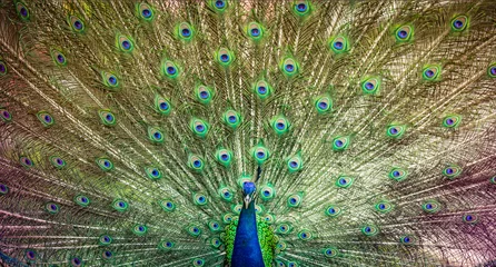Fotobehang Peacock beautiful bird wing of colorful art nature feather pattern on background © KUMMAI