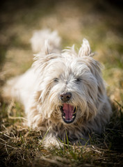 Resting West Highland Terrier