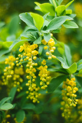 yellow flowers