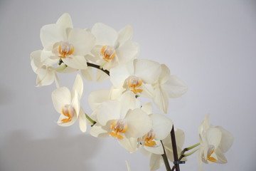 White orchid (phalaenopsis) branch on a white background.  Isolated. 