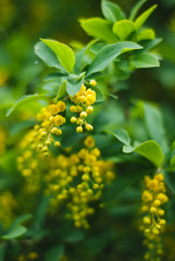yellow flowers