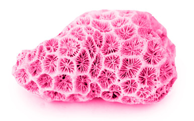 coral isolated on white background © Dmitry
