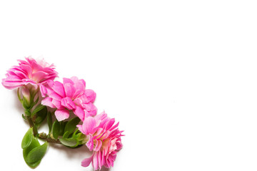 Pink flowers on white background decor flat view from above