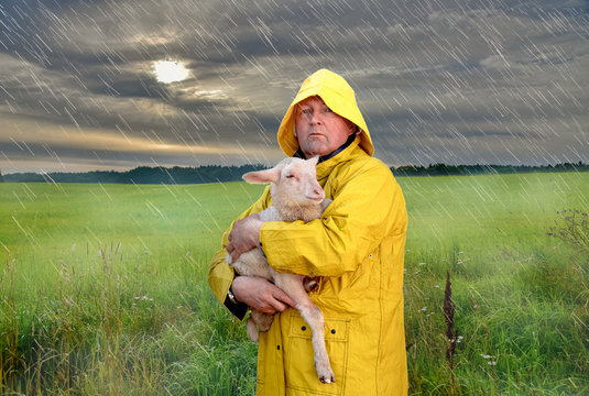 Unwetter - Mann mit Regenkleidung bringt sein Schäfchen ins Trockene
