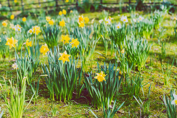 field with yellow and white daffodils