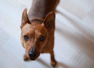 Portrait of brown miniature pinscher looking straight at camera indoor on light beige floor...