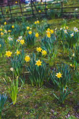 field with yellow and white daffodils