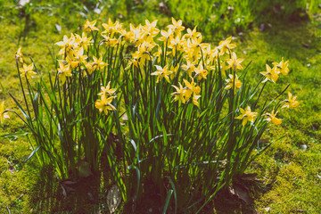detail of yellow daffodil bush