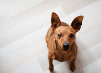 Portrait of brown miniature pinscher looking straight at camera indoor on light beige floor...