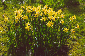 detail of yellow daffodil bush