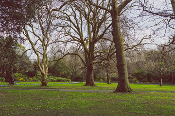 bare trees in St Stephen's Green park in Dublin