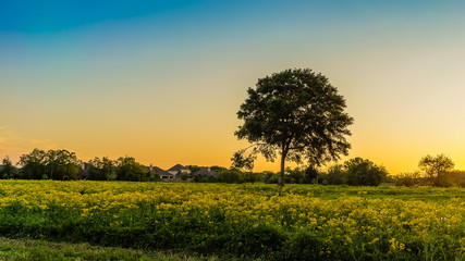 Field of Wildflowers