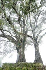 Old tree in the fog