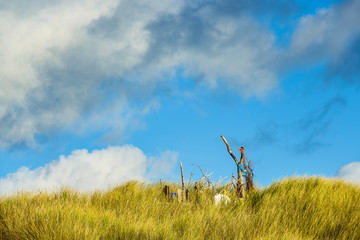 Fototapeta na wymiar Landschaft mit Dünen auf der Insel Amrum
