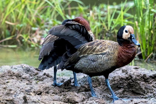 Two White Faced Whistling Ducks at Water Hole