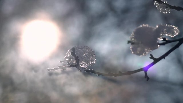 Winter lyric scene with low sun in frame, vapor and apple twig with pieces of ice in back light on forest or park, or garden background. Beautiful north or mountain nature in sunshine. Cold charm.