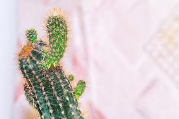 Cactus with small shoots