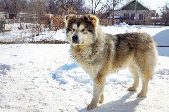 Big mongrel dog stands on the snow