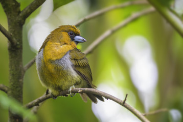 Prong-billed Barbet - Semnornis frantzii, special yellow barbet with pronged beak from Costa Rica hills.