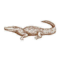 Hand drawn alligator or crocodile. Sketch, vector illustration.