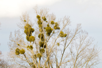Baum mit Mistel Büschen