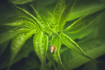 spring beetle