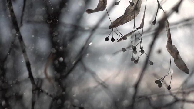 Horizontal panorama of snowfall and lime branches with dry keys in shallow focus. Winter sunny lyric scene with snowflakes, sparkling on snow covered forest background in slow motion. Charm of frost.