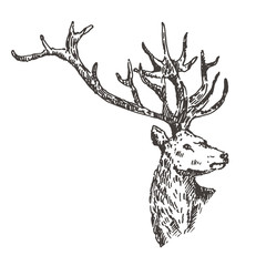 Hand drawn deer. Sketch, vector illustration.