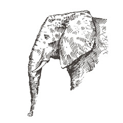 Hand drawn elephant. Sketch, vector illustration.