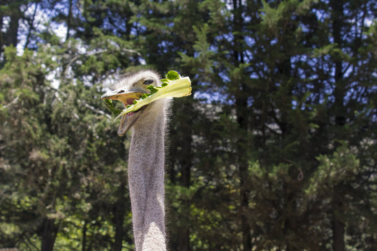 A good shot of an ostrich feeding on a farm