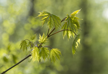 branch of maple with young foliage
