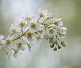 
cherry flower on blurred background